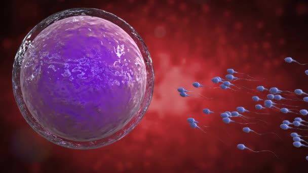 Оплодотворение спермы яйцеклеткой — стоковое видео