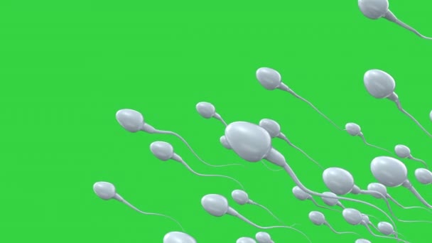 Group of sperms on green screen — Stock Video