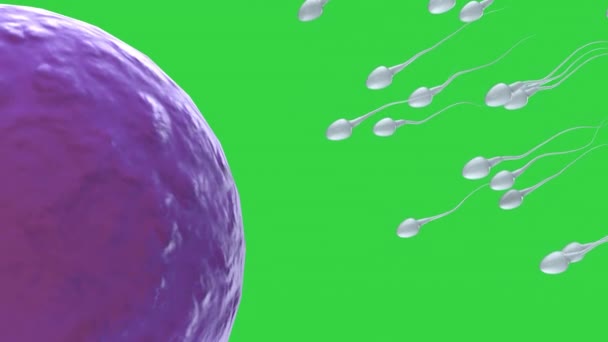 Spermien befruchten mit Eizelle — Stockvideo