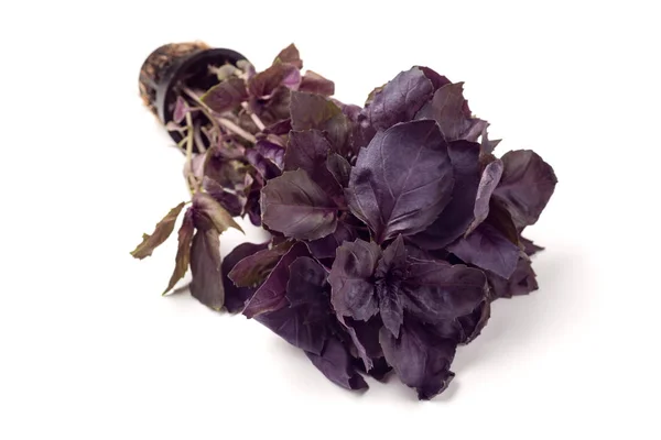 Сладкий Фиолетовый Базилик Листья Горшок Изолированы Белом Фоне Концепция Здорового — стоковое фото