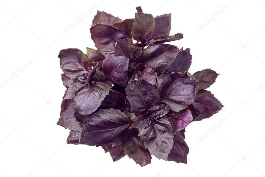 Sweet purple basil leaves in pot isolated on white background. Healthy eating concept.