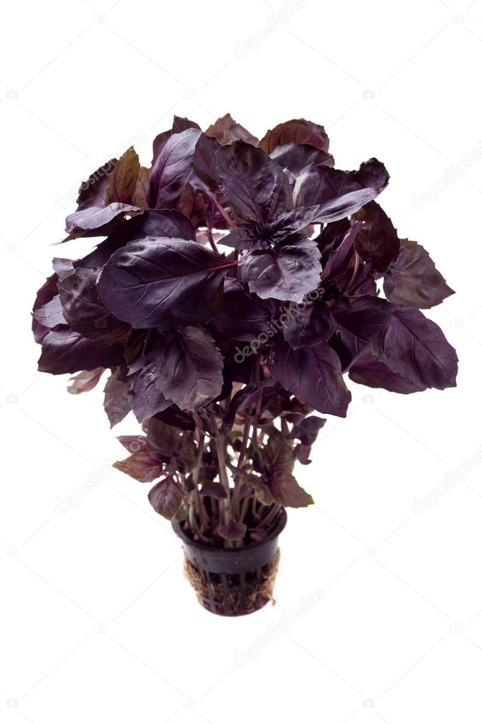 Sweet purple basil leaves in pot isolated on white background. Healthy eating concept.