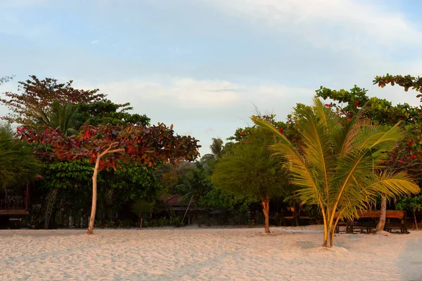 Palm egzotik adada tropikal plaj — Stok fotoğraf