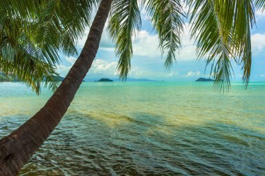 Tayland egzotik plajda Palmiye tress