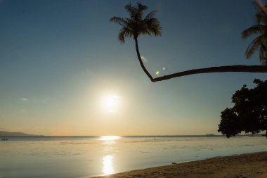 Güzel bir gün batımı arka plan üzerinde palmiye ağaçları