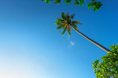 Mavi gökyüzü arka plan üzerinde Tarih palmiye ağacı