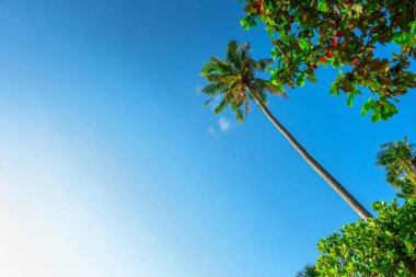 Mavi gökyüzü arka plan üzerinde Tarih palmiye ağacı