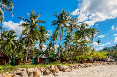 Topikal plaj ve hindistan cevizi palmiye ağaçları