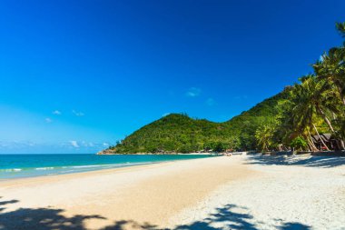Palmiye ağacı ile güzel tropikal plaj manzarası. Tatil ve tatil