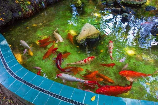 Fancy Carps Fish or Koi Swim in Pond, Movement of Swimming and S