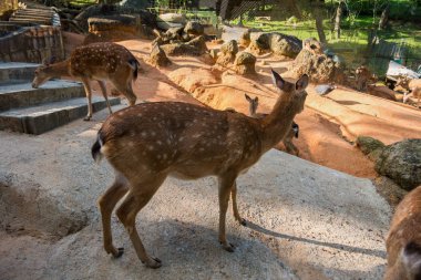 Geyik / Looking Deer / Curios Deer / Zoo Dee