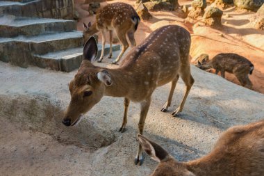 Geyik / Looking Deer / Curios Deer / Zoo Dee