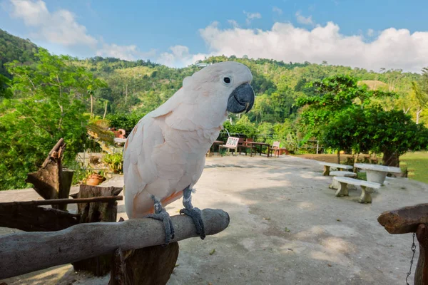 Какаду великий білий папуга — стокове фото