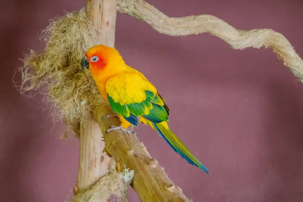 НД Conure папуга ара на гнізді в контактний зоопарк — стокове фото