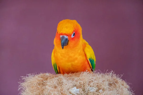 НД Conure папуга ара на гнізді в контактний зоопарк — стокове фото