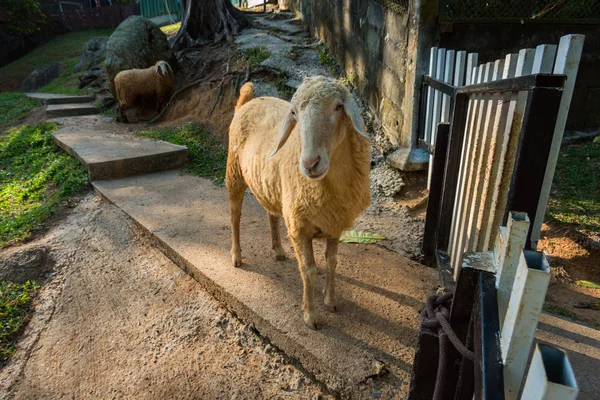 Sheep in aviary, contact zoo