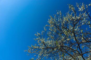 Doğanın güzelliği çiçek masaüstü arka plan. Blooming closeup tre
