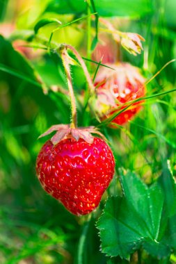 Serada taze olgun büyük kırmızı çilek meyvesi hasat ediyorum.