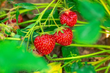 Serada taze olgun büyük kırmızı çilek meyvesi hasat ediyorum.