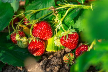 Serada taze olgun büyük kırmızı çilek meyvesi hasat ediyorum.