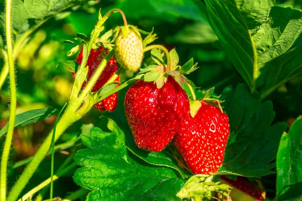 Harvesting Fresh Ripe Big Red Strawberry Fruit Greenhouse Royalty Free Stock Photos