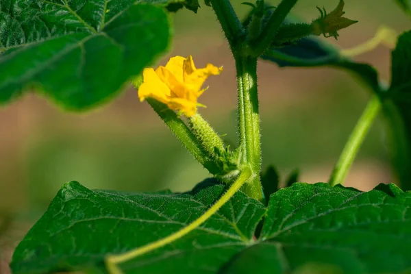 Pepino Planta Joven Con Flores Amarillas Pepino Fresco Jugoso Primer Imágenes de stock libres de derechos