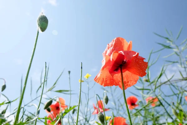 Valmuer Blomster Blå Himmel Baggrund - Stock-foto