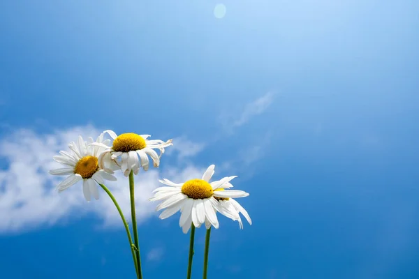 Hermosas Flores Margarita Contra Cielo Azul — Foto de Stock