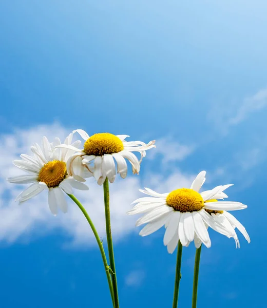 Hermosas Flores Margarita Contra Cielo Azul — Foto de Stock