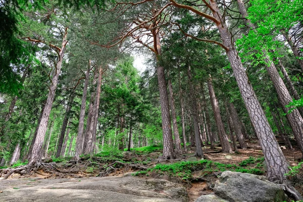 Camino vacío en el bosque —  Fotos de Stock