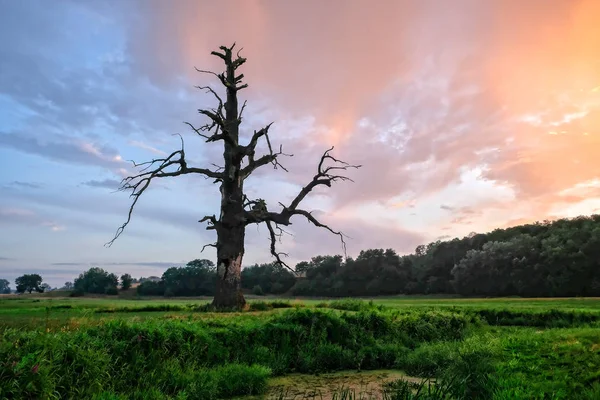 Öreg Tölgyek Wielkopolski Nemzeti Park Rogalin National Park Lengyelország — Stock Fotó