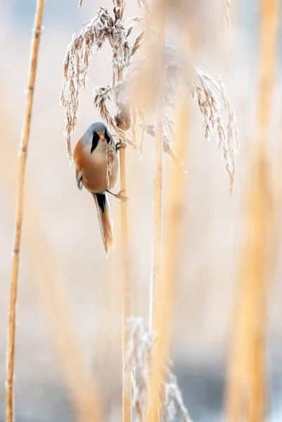 Harige Vogel Met Snor Zittend Reed Kreupelhout — Stockfoto