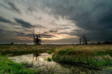 Landscape of the park in the morning with trees