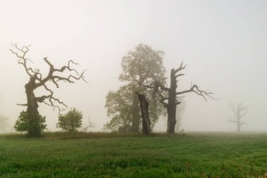 yaz sezonunda sis içinde ağaçlar siluetleri doğal görünümü 