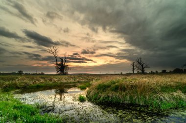 Ağaçlar ve gün batımı gökyüzü arka plan ile Alan