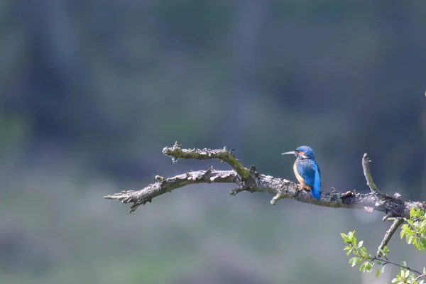 Blue bird sitting on tree branch on blurred natural background