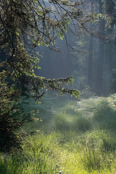 Natural Background Summer Forest — Stock Photo, Image