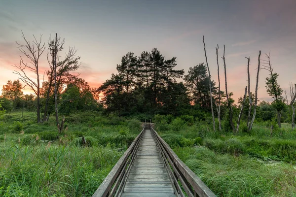 Escena Rural Con Exuberante Vegetación Puente Madera Luz Del Atardecer —  Fotos de Stock