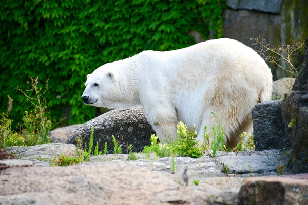 white polar bear walking on rocks in zoo