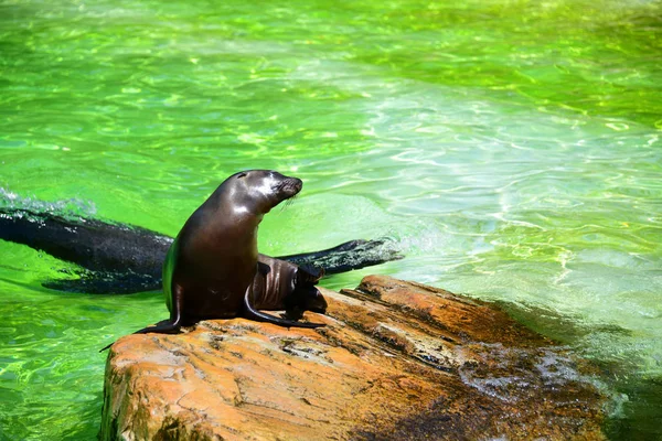 Niedliche Schwarze Robben Wasser Und Auf Felsen Zoo — Stockfoto