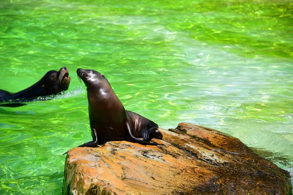 Niedliche Schwarze Robben Wasser Und Auf Felsen Zoo — Stockfoto