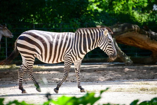 Beautiful Young Zebra Zoo Side View — Stock Photo, Image