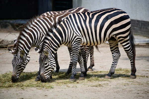 Side View Two Beautiful Zebras Grazing Zoo — Stock Photo, Image