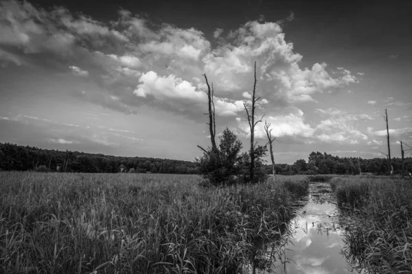 Monochromatyczne Zdjęcie Krajobrazu Naturalnego Drzewami Łące — Zdjęcie stockowe