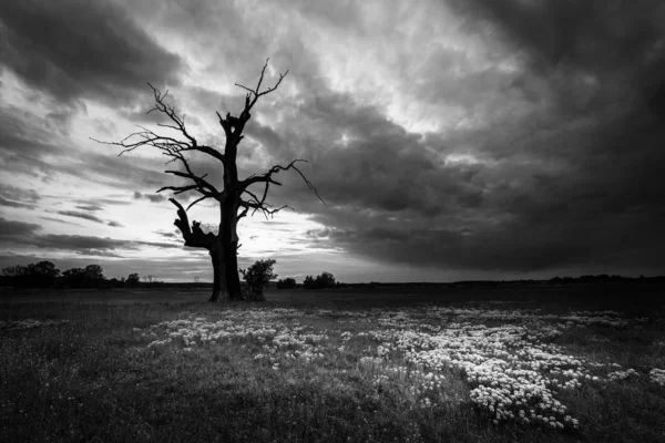 Monochrome Photo Natural Landscape Tree Meadow — Stock Photo, Image