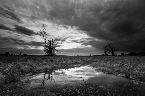 Monochromatyczne Zdjęcie Naturalnego Krajobrazu Drzewem Łące — Zdjęcie stockowe