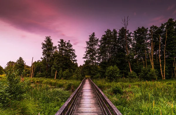 Vacker Utsikt Över Vägen Till Skogen Kvällen — Stockfoto