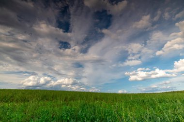 yeşil ağaçlar tarlada