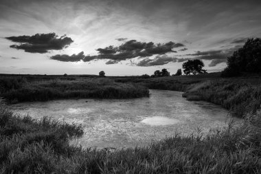 çayırda ağaçlar ile doğal peyzaj tek renkli fotoğraf