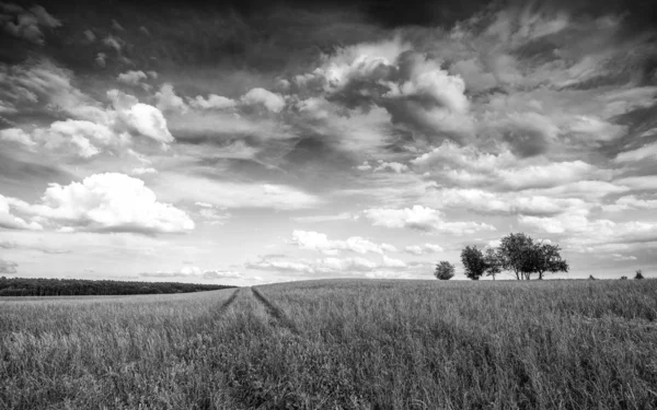 Monochromatyczne Zdjęcie Krajobrazu Naturalnego Drzewami Łące — Zdjęcie stockowe